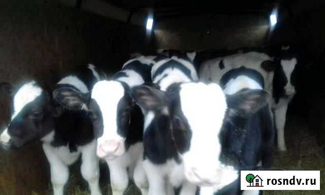 Телочки молочных пород Гулькевичи - изображение 1