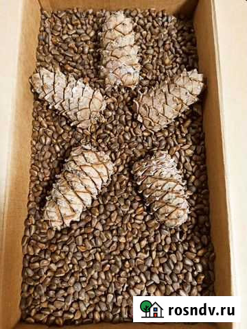 Кедровый орех Тюмень - изображение 1