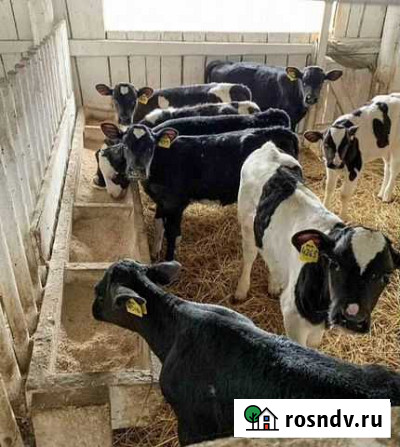 Продаем бычки разных пород.на откорма Семикаракорск - изображение 1