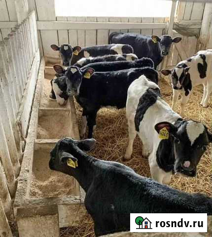 Продаем бычки разных пород.на откорма Семикаракорск - изображение 1