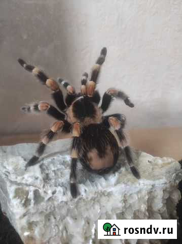 Паук птицеед с террариумом Новороссийск - изображение 1