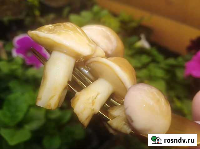 Грибы маслята маринованные Бавлены - изображение 1