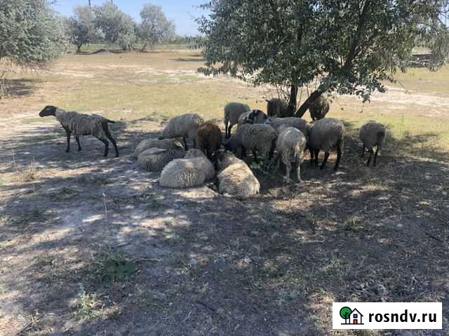 Баран Приморско-Ахтарск - изображение 1