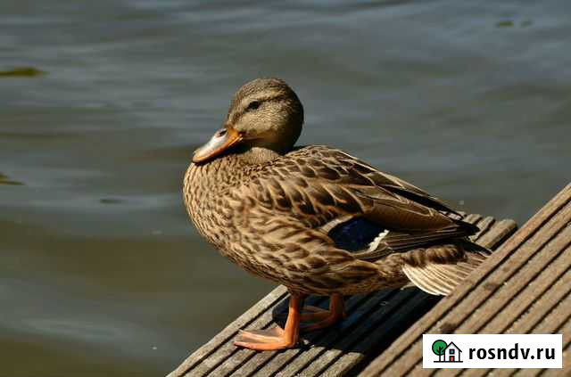 Утка подсадная (кряква) Кубинка - изображение 1