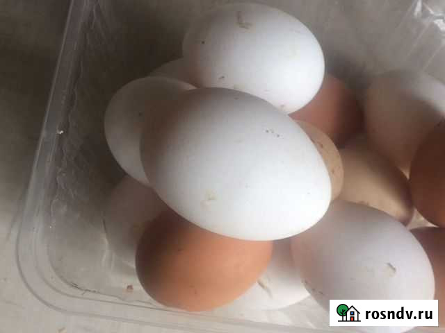 Домашние куриные яйца Нефтекамск - изображение 1