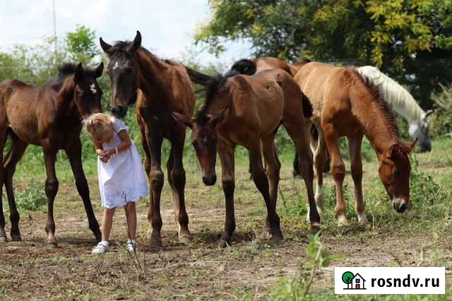 Андалузские (PRE) жеребчики, кобыла, жеребчик фриз Москва - изображение 1