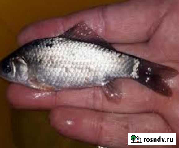 Живец карася Каменск-Шахтинский - изображение 1