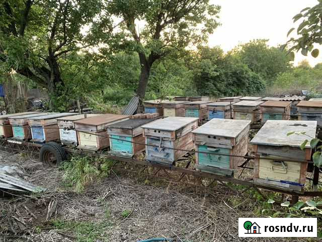 Улей Нововеличковская - изображение 1