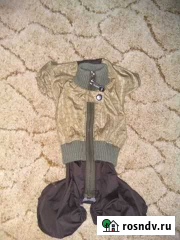 Одежда для маленькой собачки Александров - изображение 1