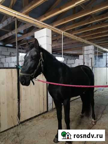 Карачаевский жеребец Павловский Посад - изображение 1