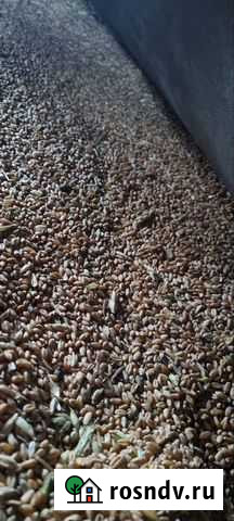 Зерно пшеница фураж Набережные Челны - изображение 1