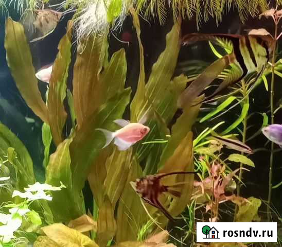 Аквариумные рыбки Калуга - изображение 1