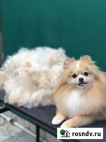 Стрижка собак и кошек Астрахань - изображение 1