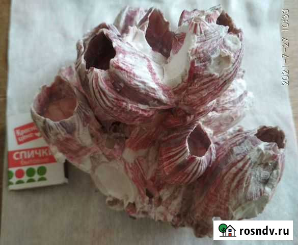 Коралл Балянус (Морской жёлудь) Ивангород - изображение 1