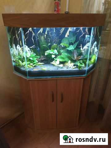 Угловой аквариум с тумбой и с крышкой 80л Череповец - изображение 1