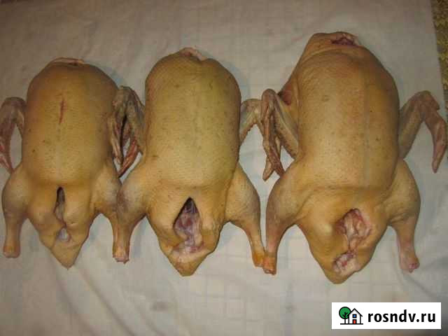 Продам мясо(тушки) утки Томск - изображение 1