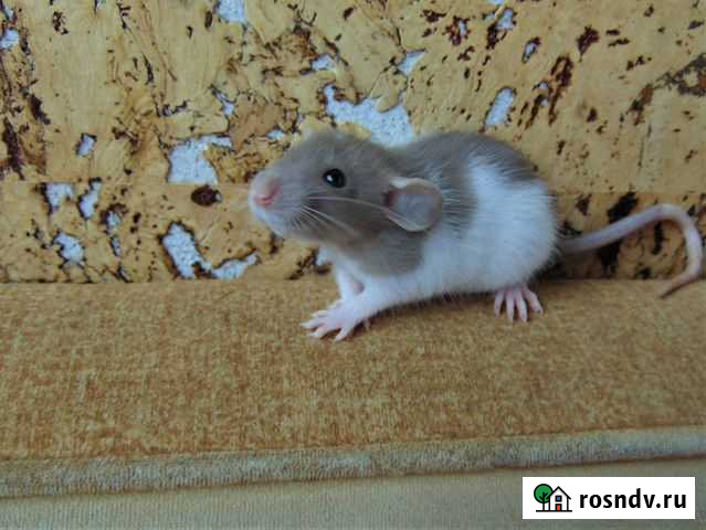 Крысы, крысята - дамбо, стандарт. клетки. гамак Санкт-Петербург - изображение 1