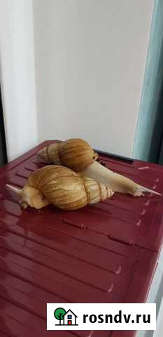 Улитки ахатины бесплатно Краснодар - изображение 1