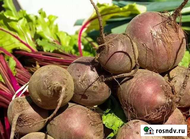 Свекла домашняя Славгород - изображение 1