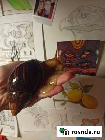 Улитки ахатины бесплатно Воронеж - изображение 1