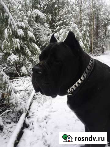 Услуги кинолога зоопсихолога Москва - изображение 1