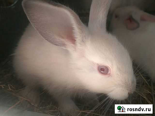 Кролик Хабаровск - изображение 1