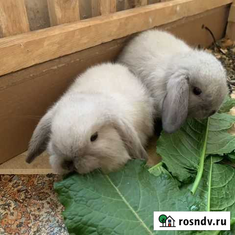 Кролики карликовые Минилопы Сочи - изображение 1