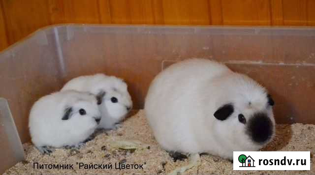 Красивые морские свинки Мурманск - изображение 1