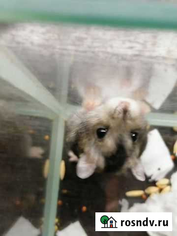 Джунгарский хомяк Самара - изображение 1