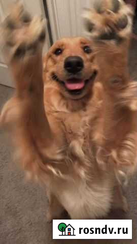 Выгул собак Псков - изображение 1