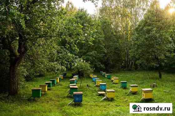 Продам пасеку, пасека, пчелы Камские Поляны