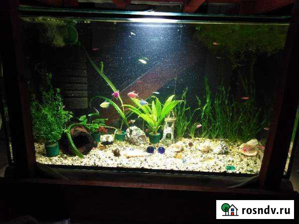 Аквариум Новочебоксарск - изображение 1