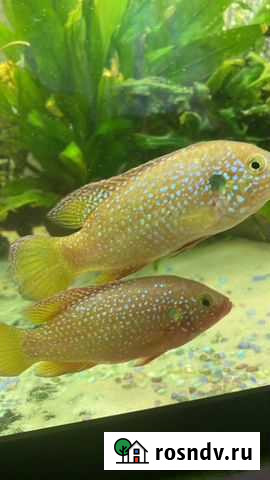 Хромис-красавец Магадан - изображение 1