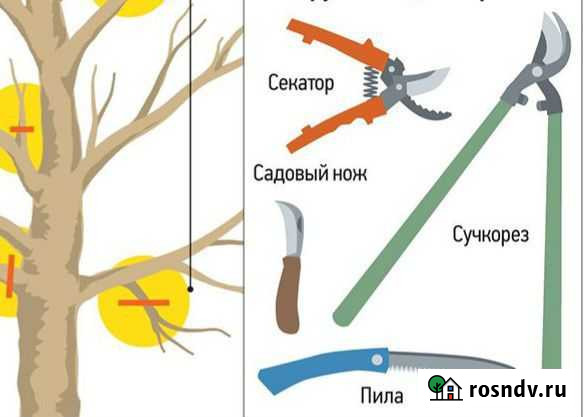 Обрезка деревьев и кустарников. Садовник Екатеринбург - изображение 1