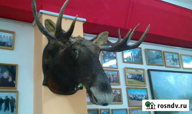 Чучело лося Новочебоксарск - изображение 1