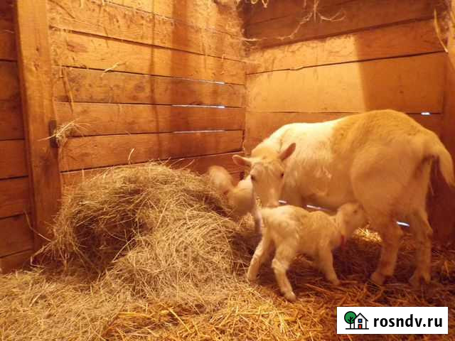 Дойные козы Осинки - изображение 1