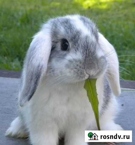 Декоративные кролики Кунгур - изображение 1