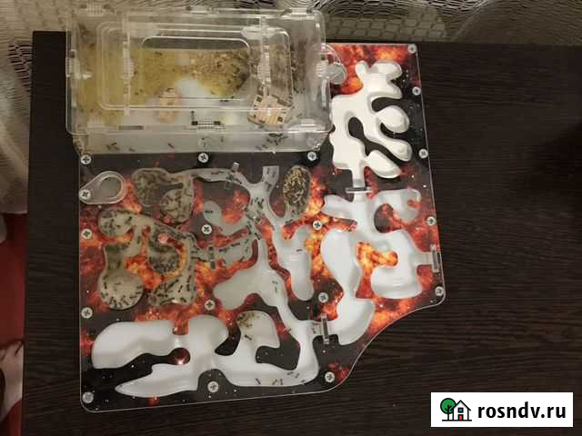 Домашние животные Каменск-Шахтинский - изображение 1