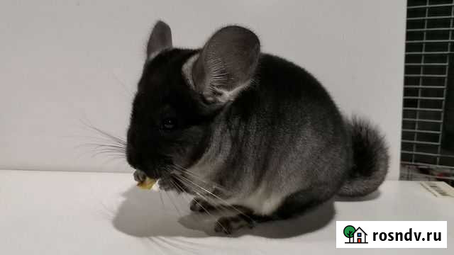 Шиншилла Ростов-на-Дону - изображение 1