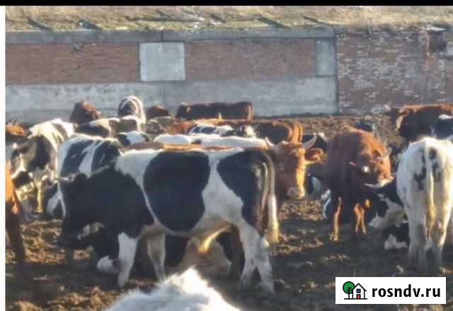 Коровы дойные, бычки, телята, коровы стельные Степное - изображение 1