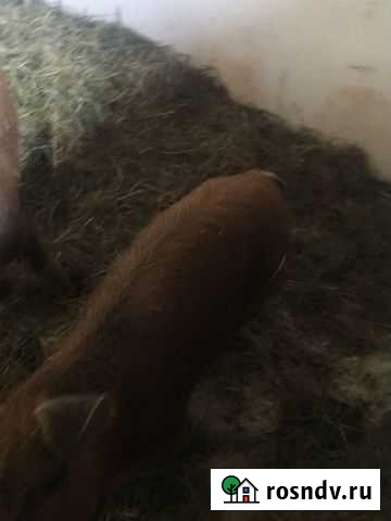 Мангалица поросята дюрок Карачаевск - изображение 1