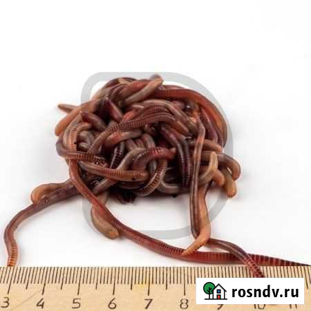 Червь дендробена Ногинск - изображение 1