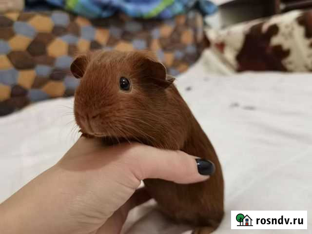 Морские свинки Старый Оскол - изображение 1