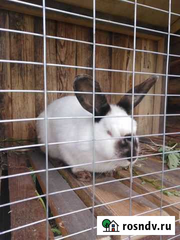 Калифорнийские кролики Ангарск - изображение 1