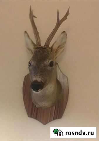 Чучело Хадыженск - изображение 1