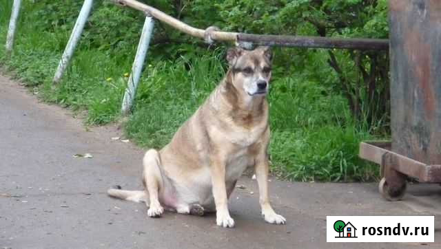 Диетолог для собак и кошек Киров - изображение 1