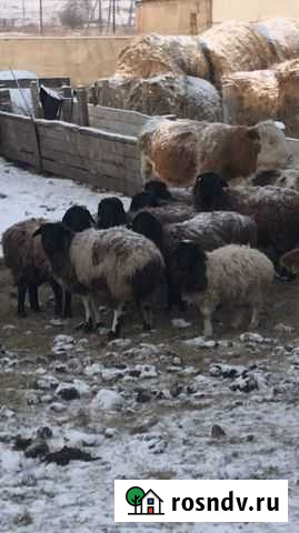 Овцы Ужур - изображение 1