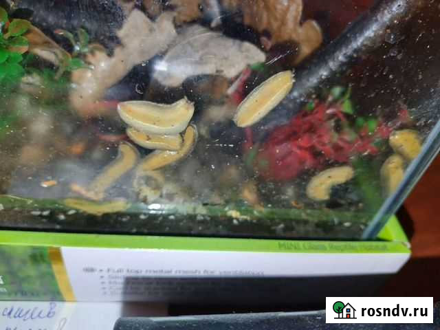 Слизни чёрные,кивсяки, мокрицы подростки Санкт-Петербург - изображение 1