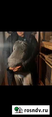 Кролики породы французский баран Ивановская - изображение 1