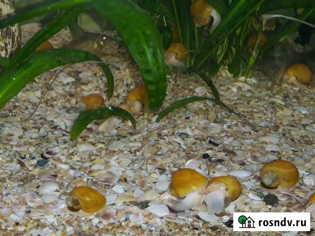 Продаётся грунт для аквариума Строитель - изображение 1